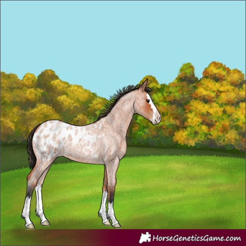 Horse Color:Bay Roan Splash Appaloosa 