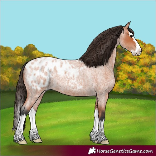 Horse Color:Bay Roan Splash Appaloosa 