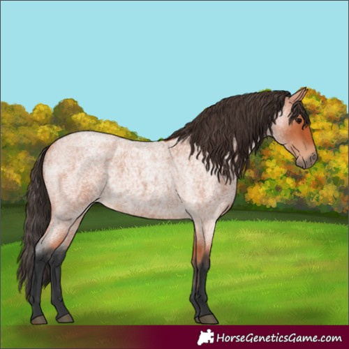 Horse Color:Bay Roan 