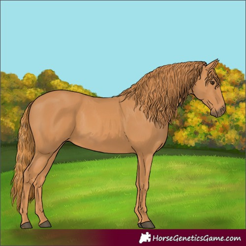 Horse Color:Chestnut Rabicano 