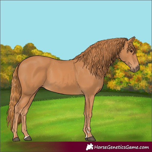 Horse Color:Chestnut 