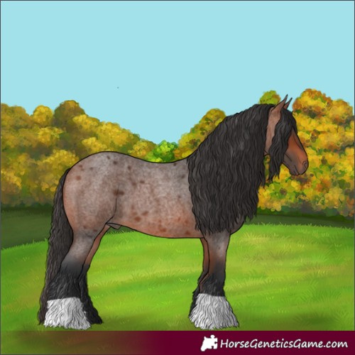 Horse Color:Bay Roan