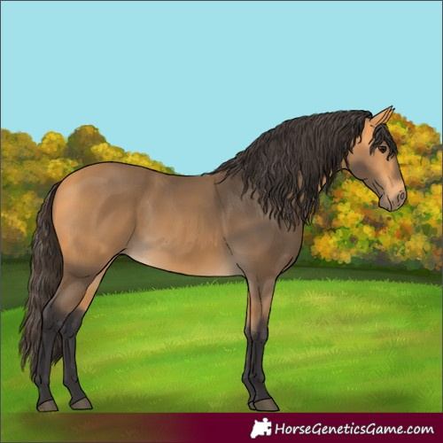 Horse Color:Buckskin 