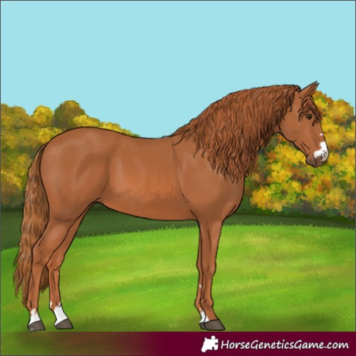 Horse Color:Chestnut 