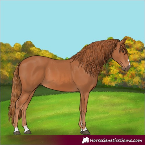 Horse Color:Chestnut 