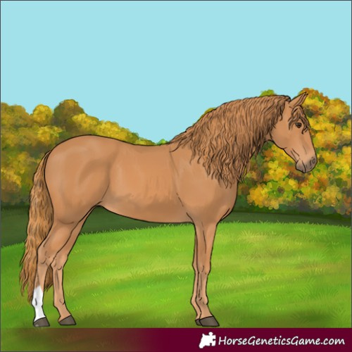 Horse Color:Chestnut 