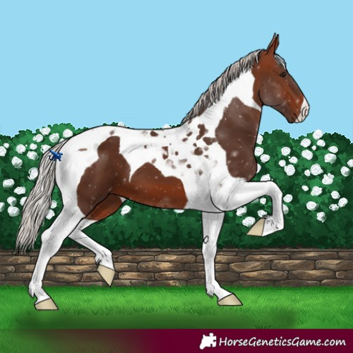 Horse Color:Silver Bay Tobiano