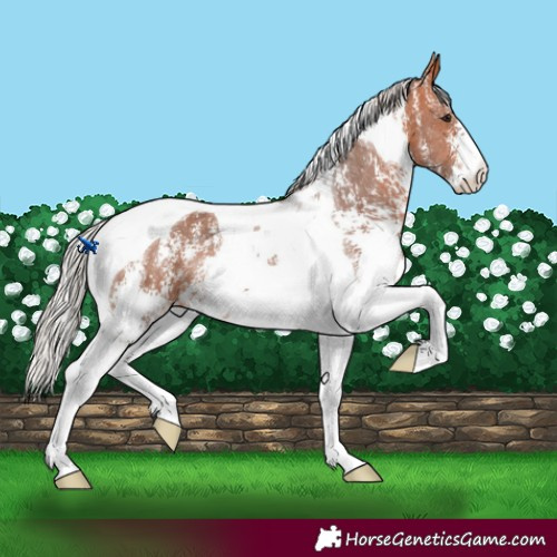 Horse Color:Silver Bay Sabino Tobiano
