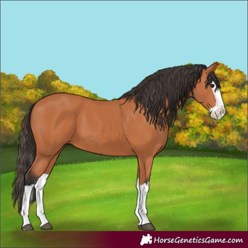 Horse Color:Bay Splash 