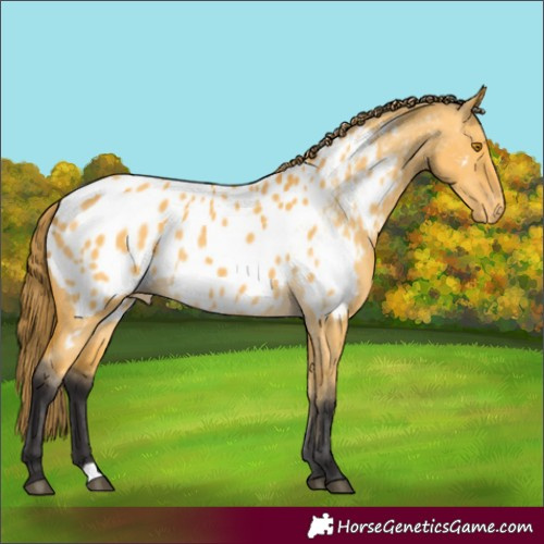 Horse Color:Buckskin Dun Appaloosa 