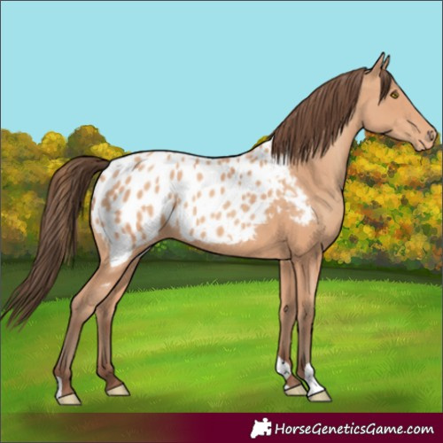 Horse Color:Amber Champagne Appaloosa 