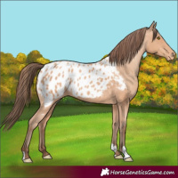 Horse Color:Amber Champagne Appaloosa 