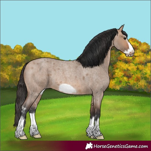 Horse Color:Bay Roan Dun Sabino Splash Frame Rabicano 