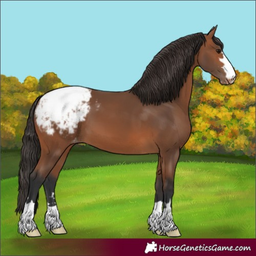 Horse Color:Bay Appaloosa