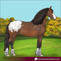 Horse Color:Bay Snowcap 