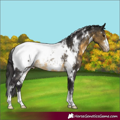 Horse Color:White Spotted Buckskin Appaloosa Rabicano 