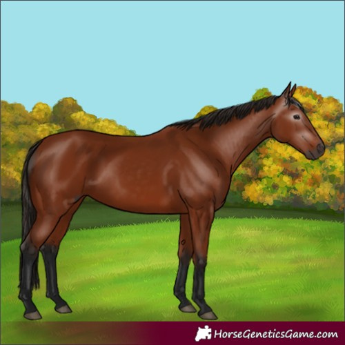Horse Color:Gray Bay 