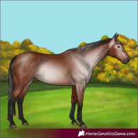 Horse Color:Gray Bay