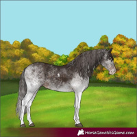 Horse Color:White Spotted Liver Chestnut 