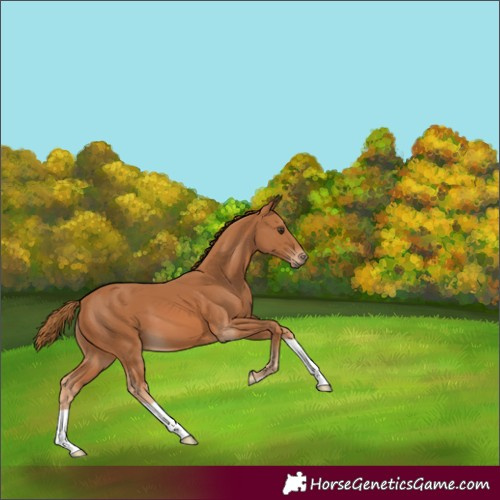 Horse Color:Chestnut 