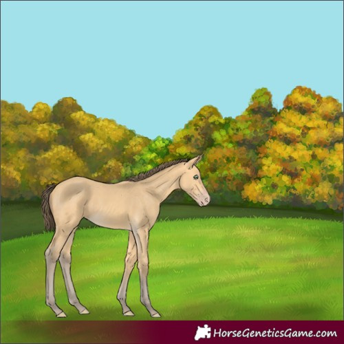 Horse Color:Amber Cream Champagne