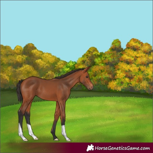 Horse Color:Bay 