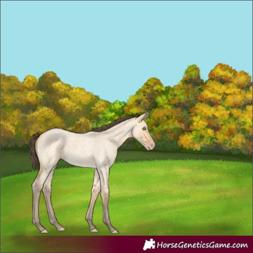 Horse Color:Amber Cream Champagne Roan Dun 