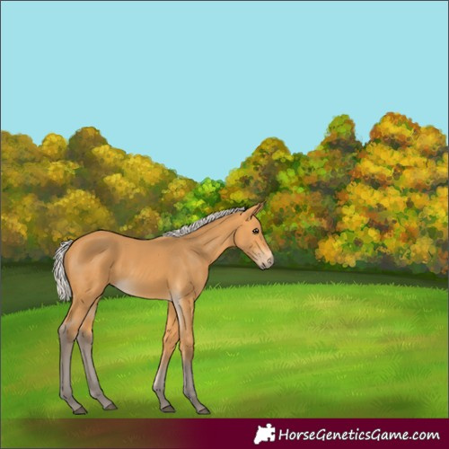 Horse Color:Silver Buckskin