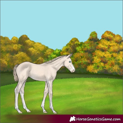Horse Color:Perlino