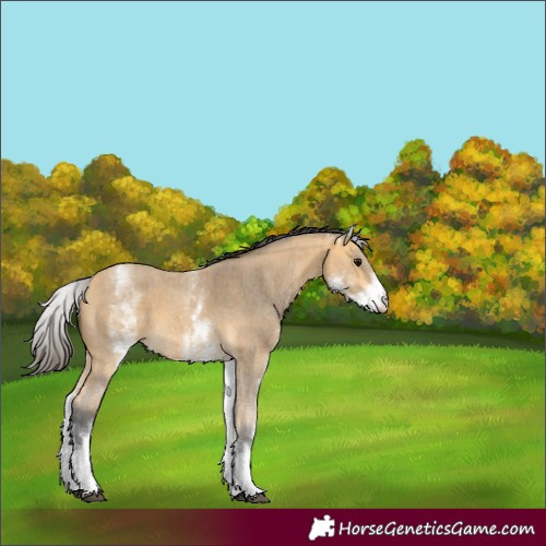 Horse Color:White Spotted Buckskin Sabino 