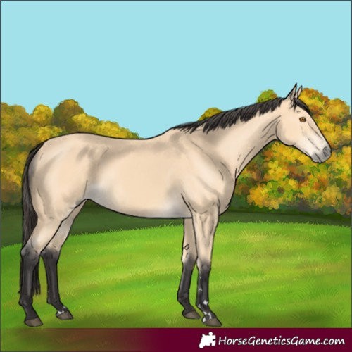 Horse Color:Buckskin