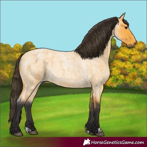 Horse Color:Buckskin Roan