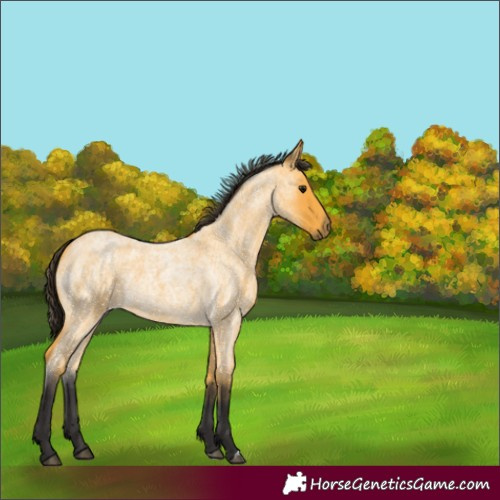 Horse Color:Buckskin Roan 