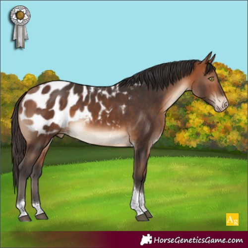 Horse Color:Bay Tobiano Appaloosa 