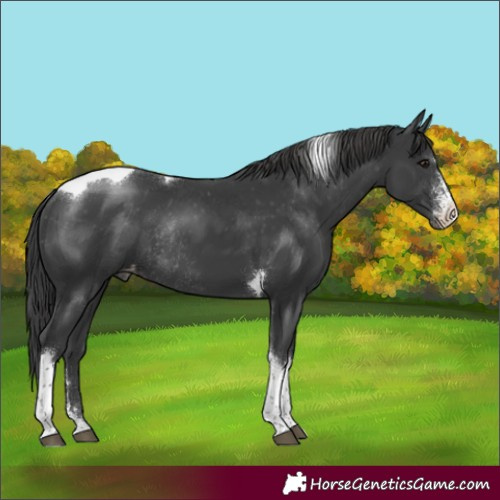 Horse Color:Black Sabino Tobiano Appaloosa Rabicano