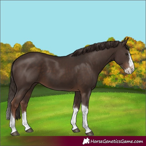 Horse Color:Liver Chestnut Splash Tobiano 