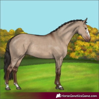 Horse Color:Liver Red Dun Sabino Rabicano