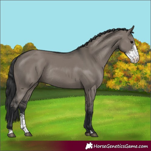 Horse Color:Grullo Sabino Rabicano 