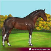 Horse Color:Liver Chestnut Tobiano Rabicano