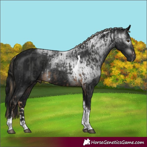 Horse Color:Gray Chocolate Palomino Sabino Tobiano  and Gray Brown Tobiano Rabicano 