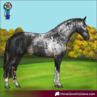 Horse Color:Gray Chocolate Palomino Sabino Tobiano and Gray Brown Tobiano Rabicano