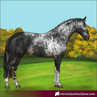 Horse Color:Gray Chocolate Palomino Sabino Tobiano and Gray Brown Tobiano Rabicano