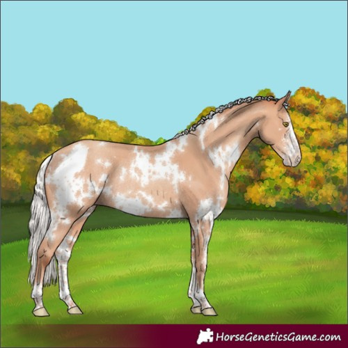 Horse Color:White Spotted Silver Amber Champagne Sabino Rabicano 
