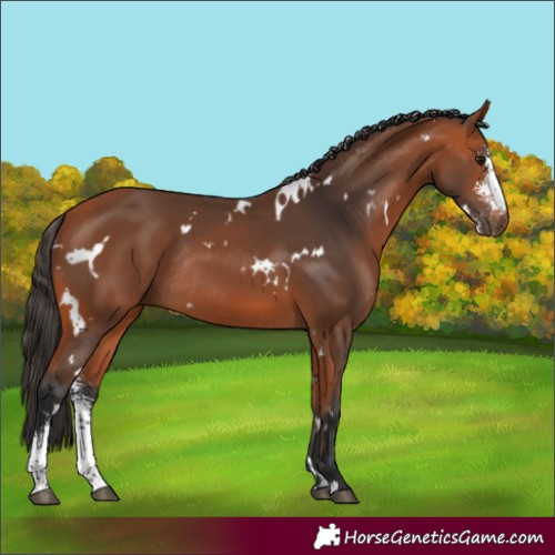 Horse Color:White Spotted Bay Sabino Rabicano