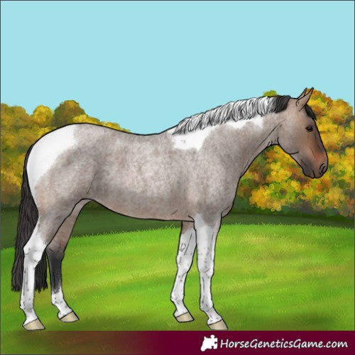 Horse Color:Bay Roan Dun Tobiano 
