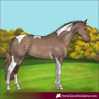 Horse Color:Liver Red Dun Tobiano