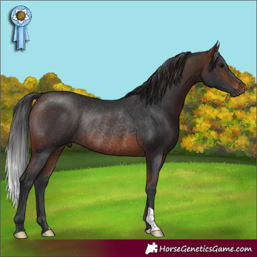 Horse Color:Brown Rabicano 