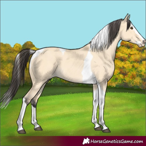 Horse Color:Buckskin Dun Splash Tobiano