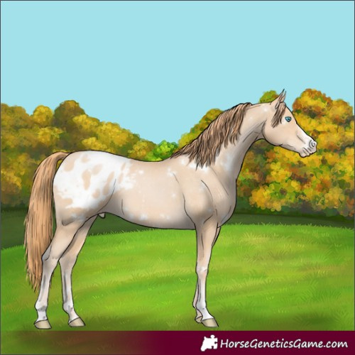 Horse Color:White Spotted Buckskin Pearl Sabino Appaloosa