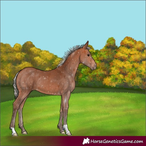 Horse Color:Silver Bay 